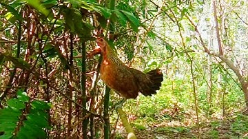 เสียงไก่ป่าตัวเมียกระต๊าก poj qaib tsauj zoo heev