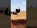 When they fall, the ostrich and the gorilla fall together