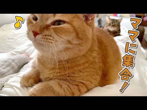 朝起きたら愛猫のベッドにされていました…笑