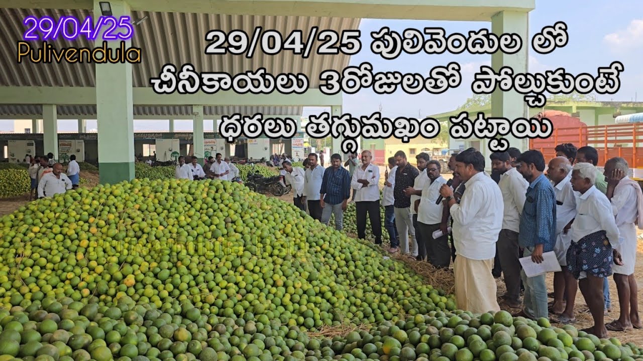 29/04/25 పులివెందుల మార్కెట్ లో తగ్గిన చీనీ ధరలు..#trending #agriculture #pulivendulahari #farming