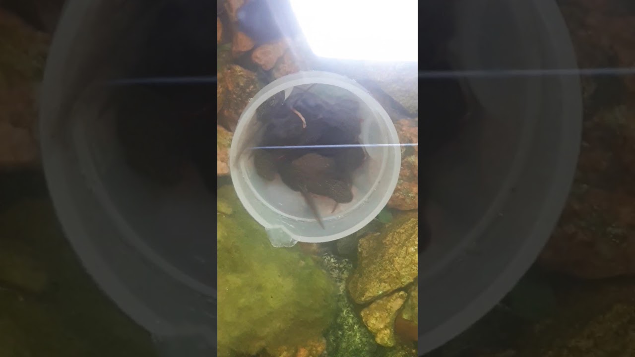 tadpoles devouring blood worms YouTube