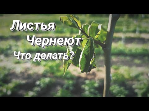 ЧЕРНЕЮТ ЗАСЫХАЮТ ВЕТКИ