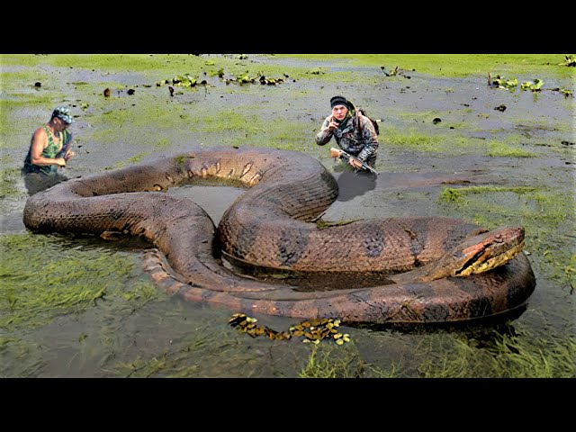 10 Biggest Snakes Ever Captured ! - YouTube