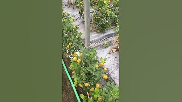 Quất hồ lô lục bình đẹp nhất 2019 văn giang - hưng yên