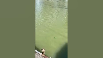 #Shorts Báo cá - Hồ Câu APHƯƠNG 0986782403 Đường Rạch Cầu Suối, Vĩnh Lộc, Bình Chánh, TP HCM clip 81