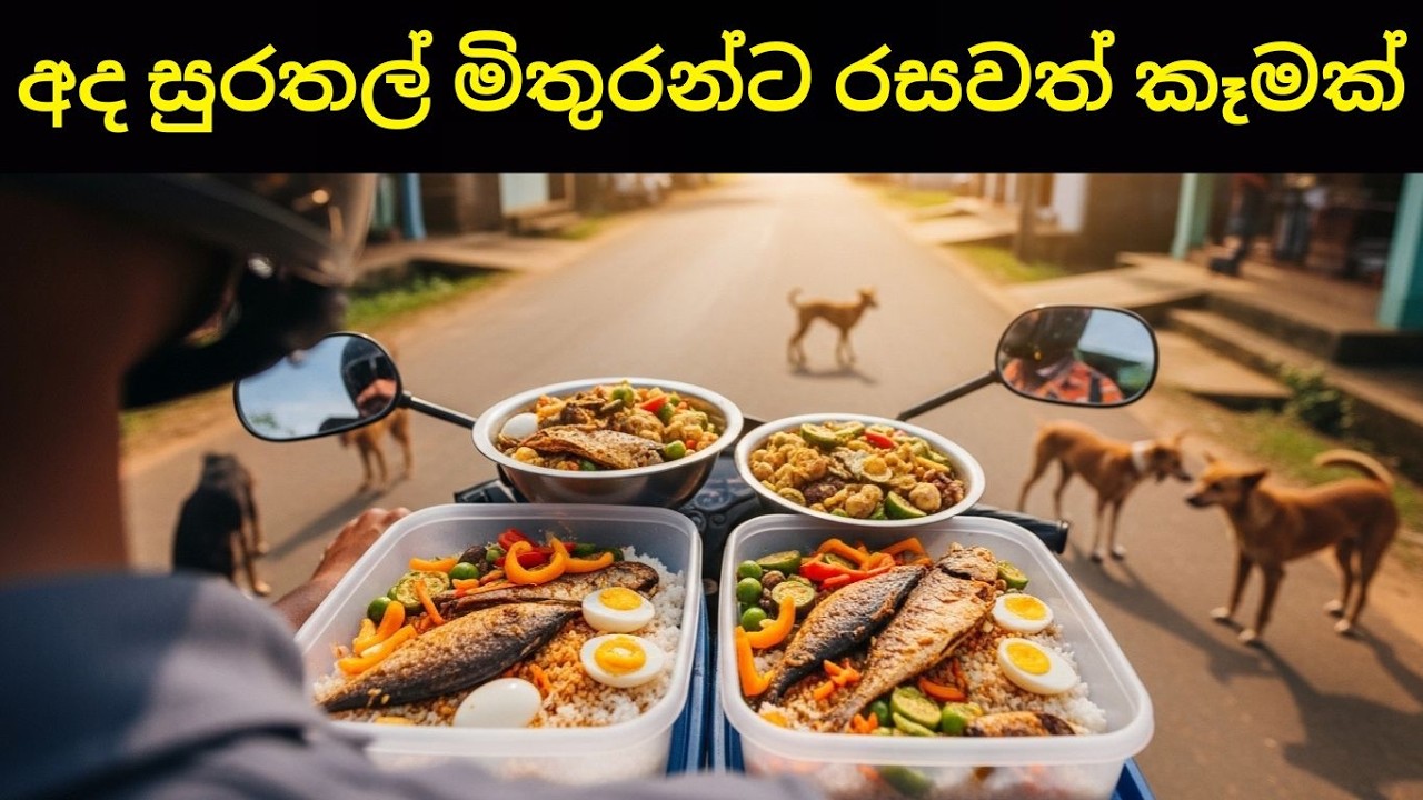 පාරේ ජීවත්වෙන සුරතල් මිතුරන්ට මම රසවත් ආහාරයක් හදලා දුන්නා 🐾