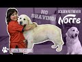 Grooming Norre the Golden Retriever | Kitty Talks Dogs - TRANSGROOM