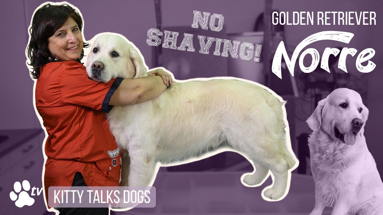 kitty talks dogs grooming norre the golden retriever transgroom pet care professionals