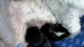 Witte Borstjes Aan De Tepels