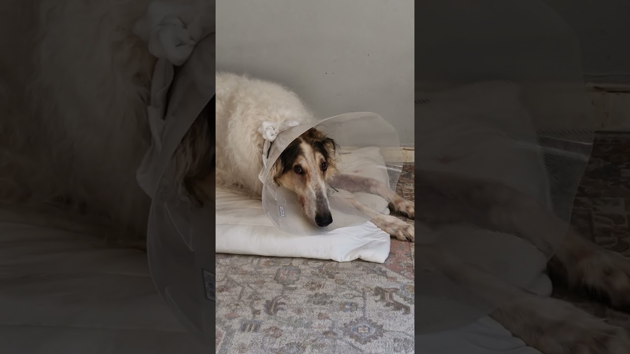 Borzoi blues.. cone of shame..