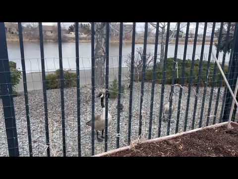 The tale of the wild ducks 🦆