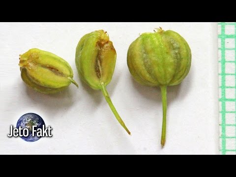 Video: Jaká je největší rostlina na světě? Fotka