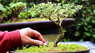 African Style Serissa Bonsai, Sept 2014