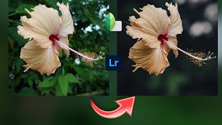 Flower  editing tutorial| Lightroom color grading |Blur image background #paeditzone screenshot 5