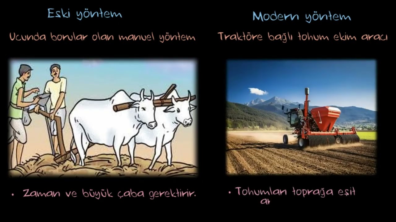 Tohum Seçimi (Fen Bilgisi)