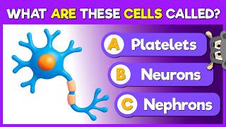 How Much Do You Know About the Nervous System 50-Question Quiz