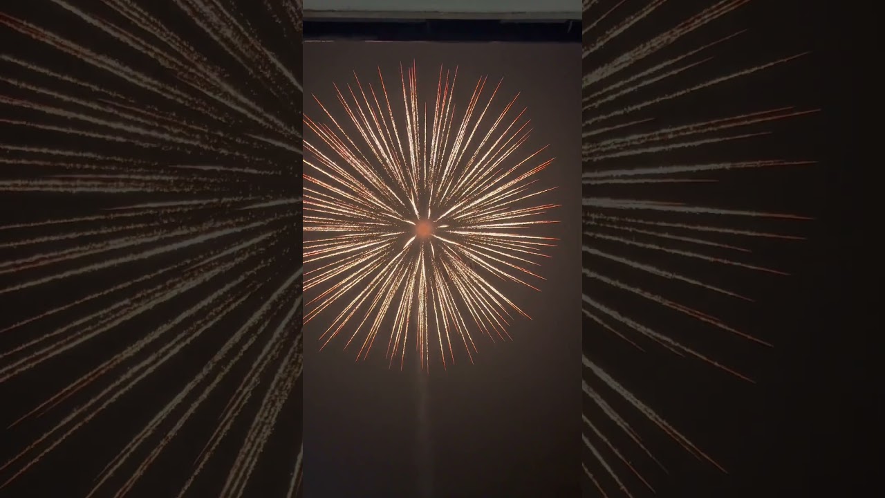 6” Inch Shell golden willow! 🔥 