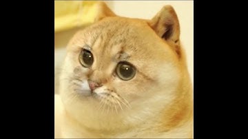 he do be lookin kinda cute doe