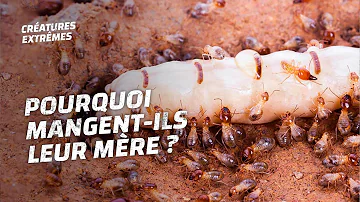 Quelle est la durée de vie d'une termite