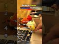 Funny Creatures Going Full Madness 🤪🐾 Chaos Everywhere || #funnyanimals #ranking