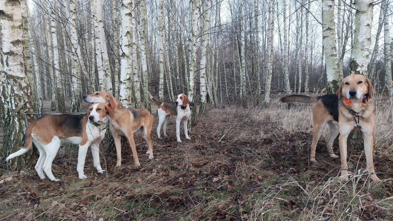 Отличная работа гончих по зайцу. Данилюк Олег Михайлович