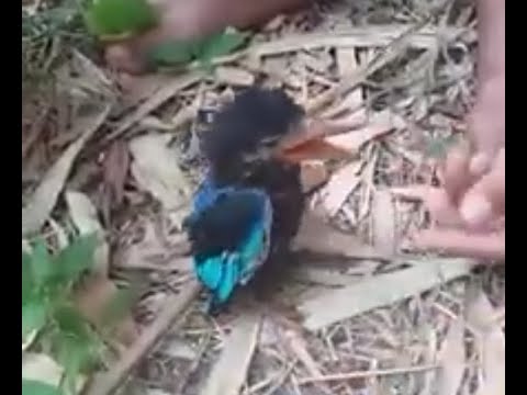 mencari sarang burung tengkek 