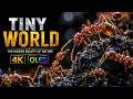 Tiny World in 4K 🐜 | Extreme Macro Nature Documentary | Real Insects Close Up Video @NatGeo