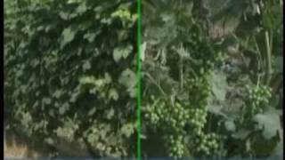 Pneumatic Leaf Remover