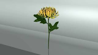 Birth Month Flowers: CHRYSANTHEMUM in 3D screenshot 5