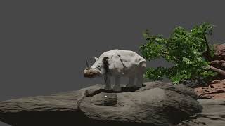 Indian Rhino Camera Rig test