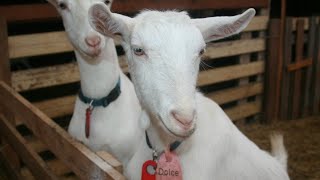 Ешкіні қалай дұрыс тарау, Жем жасау. Козоводство.|How to properly comb a goat ,make feed