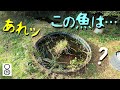 あれッ、この魚は? ビオトープの水を1年ぶりに抜いてみた