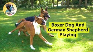 Boxer Dog And German Shepherd Playing