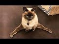おかしい猫 - かわいい猫 - おもしろ猫動画 HD #258