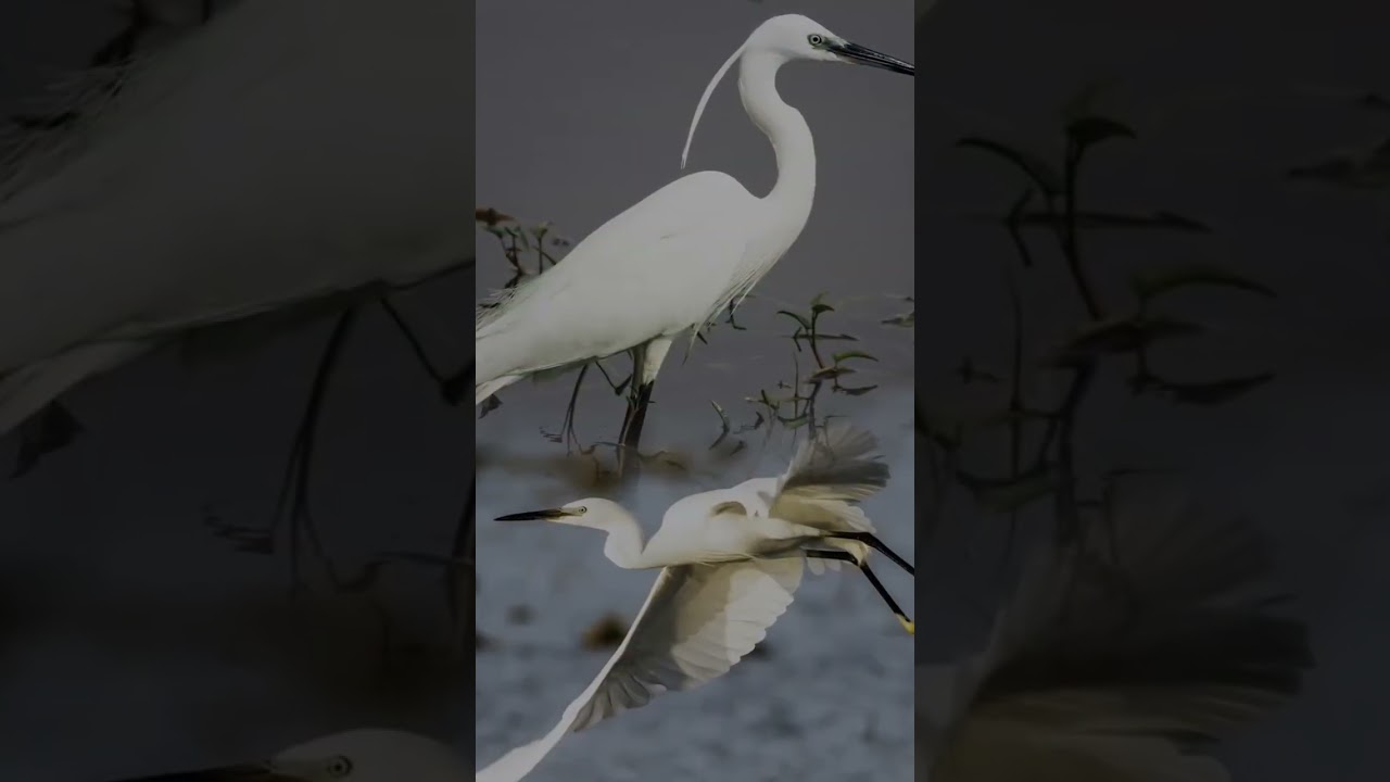 Mass Bird Suicide In Indian Village 🛖😱 
