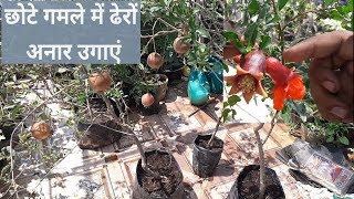 अनार के पौधे की सारी जानकारी || How To Grow Organic Pomegranates in small Pots ????????