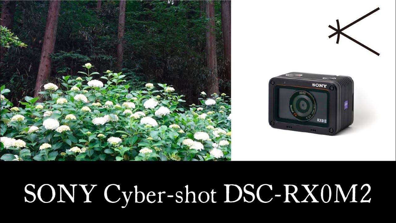 SONY DSC RX0M2で巡る】 南沢あじさい山で紫陽花に包まれる時間 - YouTube