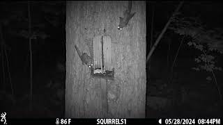 Feeding Flying Squirrels