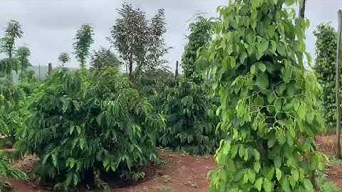 Siêu phẩm đất tiêu xen cafe 2,4 ha giá 2,6 tỷ  có thương lượng , cách trung tâm xã chỉ 2km .