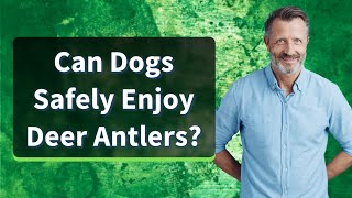 Can Dogs Safely Enjoy Deer Antlers?