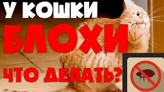 Что делать если у кошки блохи | Лечение и профилактика