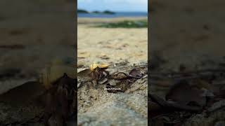 Bathalangunduwa Island Cinematic Beach Moment Unknown Creature Guide To Peace Sl