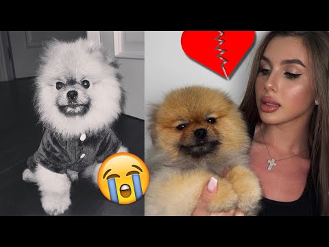 Goodbye Teddy.. RIP ( Diana's dog passed away)