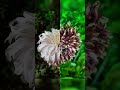 Dazzling collection of flowers in botanical garden-Munnar part-2 #flowers #munnar #travel #garden
