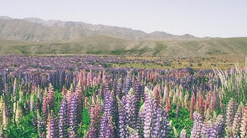 Lightroom Presets - Create Film Look Like Kodak Portra 400 -  Lightroom Photo Editing