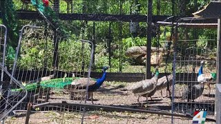 St. Johns County farm owners picking up the pieces after damaging storm snapped trees, injured a...