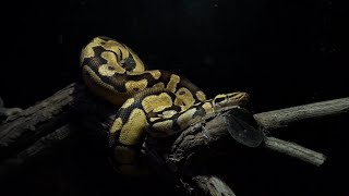 Late at Night in the Reptile Room - 3 of my Most Beautiful Snakes!