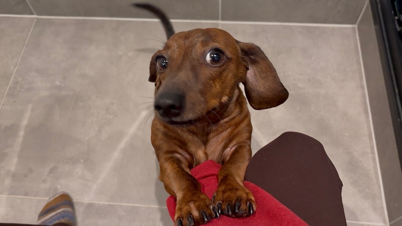 Mini dachshund likes to check on his humans 👀 - YouTube
