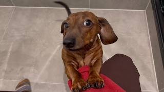 Mini dachshund likes to check on his humans 👀