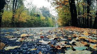 SLOW RAIN ON AUTUMN LEAVES